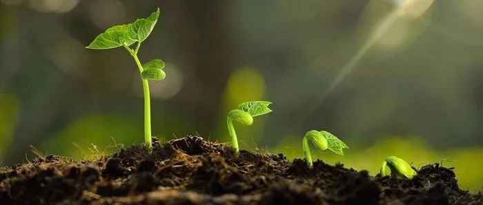 重磅！刚刚，王二涛团队又一篇Nature！揭示豆科植物共生固氮新机制