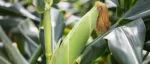 中国农业大学与河南大学合作最新成果登《Nature》子刊，揭示玉米耐盐调控新机制！