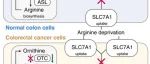 Cancer Res丨中山大学兰平/何晓生研究发现精氨酸剥夺诱导结直肠癌细胞静止并增加其对铁死亡的敏感性