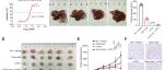 Sci Adv丨复旦大学史颖弘等研究发现靶向HMGB2通过增强CD8+ T细胞功能和抑制肝细胞癌肿瘤生长发挥双重免疫调节作用