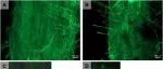 根际微生物类群丨SOIL BIOL BIOCHEM：根-土接触减少对微生物根际建立和植物早期生长性能的影响