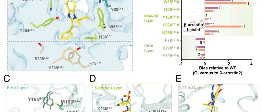 PNAS丨四川大学欧阳亮等研究揭示了由已报道的部分Gi蛋白偏向性APLNR激动剂CMF-019介导的偏向性信号转导途径