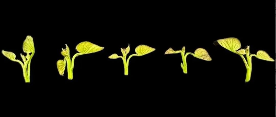 南京农业大学宿迁研究院——无病毒甘薯产业现状与发展建议 | MDPI Horticulturae
