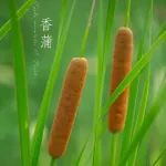 吕梁学院《AMT》：以植物叶子为模板制备石墨烯-MWCNTs-PDMS复合膜，用于人体信号检测