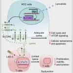Cancer Research | 厦门大学夏宁邵团队揭示肝癌细胞通过竞争性消耗赖氨酸损伤T细胞增殖和功能