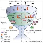 Cell Genomics | 西北农林科技大学张涌团队合作揭示“超级 Pol II 域”调控晚 ZGA 物种基因组激活的新机制