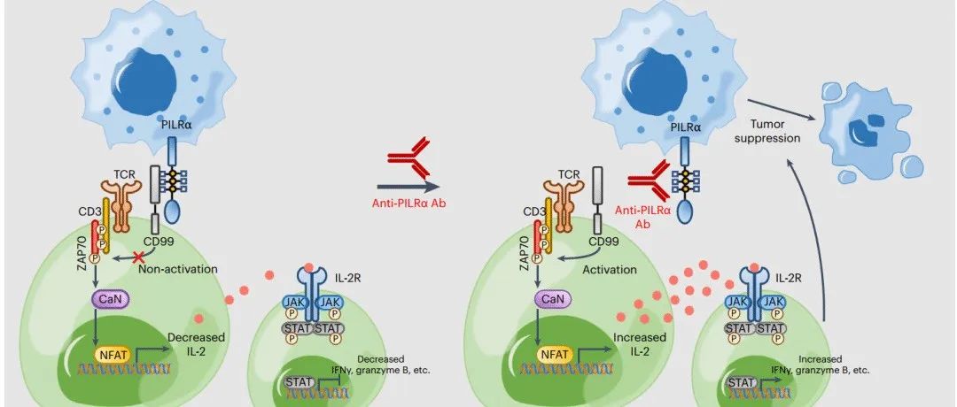 Nature Cancer | 厦门大学刘文、夏宁邵团队发现癌症免疫治疗新靶点