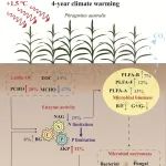 气候变暖加速滨海湿地“蓝碳”积累？微生物残体碳给出答案！