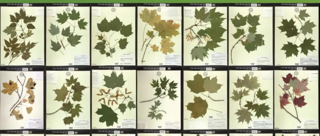 Applications in Plant Sciences | 2025年3 - 4 月刊上线！免费阅读中！
