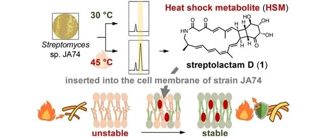 阅读 JACS | 热休克天然产物Streptolactam D的发现与功能