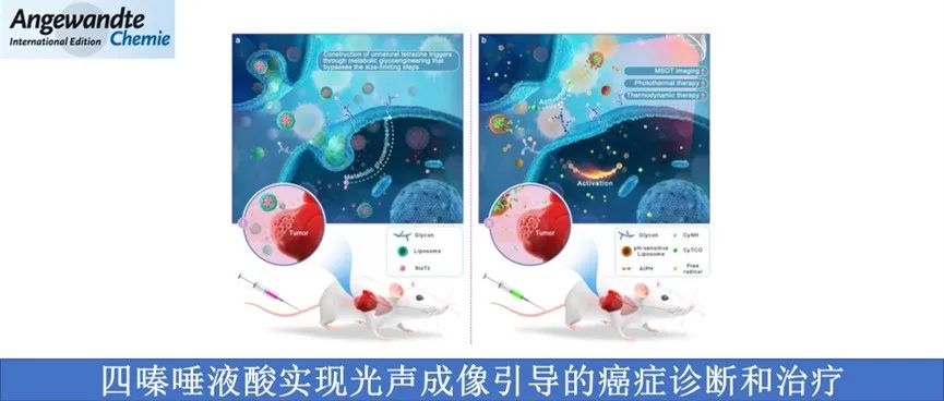 Angew. Chem. Int. Ed.&#160;| 四嗪唾液酸实现光声成像引导的癌症诊断和治疗