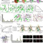 Cell Discovery | 中国科学院上海有机化学研究所于杰团队揭示肌酸转运蛋白CRT的底物识别和抑制机制
