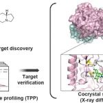 Acta Pharm Sinica B | 中国医科院药物所庾石山团队揭示菲并吲哚里西啶类生物碱PF403抗神经胶质瘤的蛋白靶标