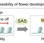 Nucleic Acids Research | 北京生命科学研究所何新建团队揭示拟南芥SAS复合体调控花发育的机制