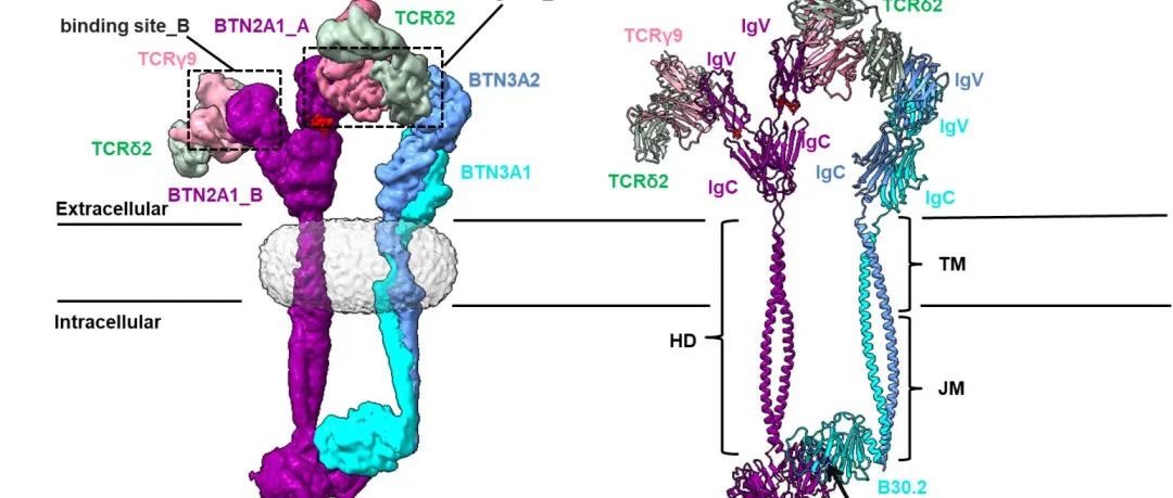 【科技前沿】Immunity丨黄志伟团队揭示γδ T细胞感知磷酸抗原激活免疫反应的分子机制