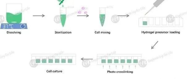 具有微米级别孔隙：高孔隙率GelMA水凝胶