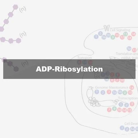 专题 | 蛋白上的PARP家族与ADP-核糖基化修饰