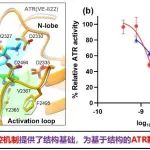 中国科学家首次揭示人源ATR激酶精细结构与调控机制