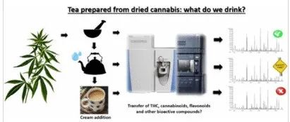 由干大麻制备的“茶”——我们究竟在喝什么？