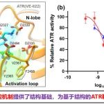 Science Bulletin | 中国科学技术大学王雪娟团队合作剖析ATR激酶临床候选小分子抑制剂的结合机制及特异性结构基础