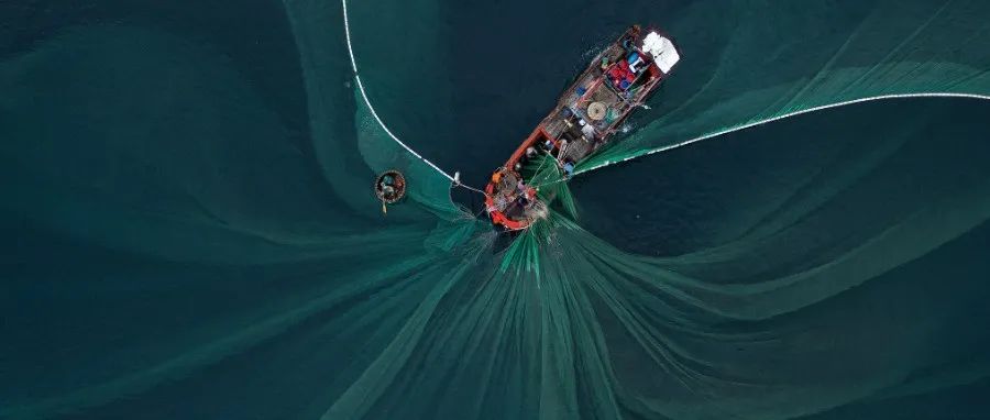 警惕！漂流鱼类聚集装置面积占海洋表面的37%｜Science Advances