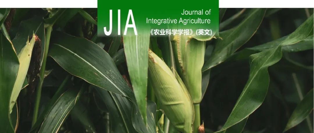 JIA｜中国农科院精准栽培研究团队李少昆课题组匹配玉米冠层中的光和氮分布，以实现高产和高辐射利用效率的研究