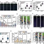 PNAS | 杭州师范大学牟望舒副教授揭示植物激素乙烯的合成前体ACC独立于乙烯调控拟南芥根系发育的分子机制