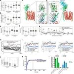 Cell Discovery丨上海科技大学廖军等团队发现basigin抗体调节MCT以影响肿瘤代谢和免疫