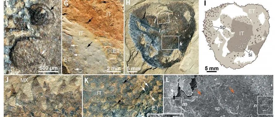 再发 Science！云南大学最新发现指出去年 Science 有误