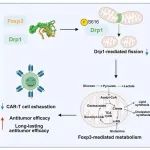 Cell Metabolism | 复旦大学储以微/骆菲菲团队合作发现Foxp3通过代谢重编程提升CAR-T细胞抗实体瘤治疗疗效