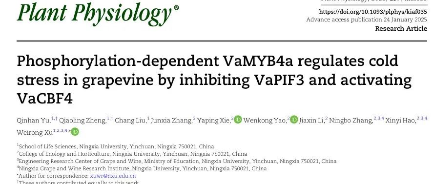 文献分享 | VaMYB4a 通过磷酸化调控葡萄的冷胁迫响应