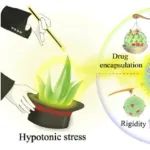 ACS Nano：吲哚菁绿聚集诱导的低渗应激可重塑芦荟外泌体样囊泡以增强肿瘤穿透和光学治疗