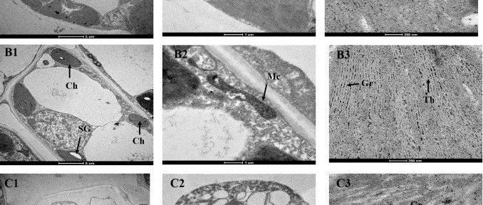 纬度对茶叶叶片结构、成分及抗寒性的影响研究