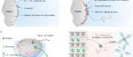 高悦课题组Energy Storage Materials：有机氟硼酸酯参与的正极界面实现高倍率和高电压NCM电池