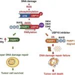 Oncogene | 中国医科大学曹流团队揭示ROS-ATM-USP10-PARP1应激轴促进DNA损伤修复新机制