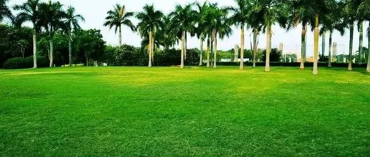 河南大学宋纯鹏教授团队发表Nature Plants