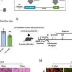 Adv Sci丨中国农业科学院唐中林研究发现LncRNA-MEG3通过促进SUZ12液-液相分离来调节肌肉质量和代谢稳态