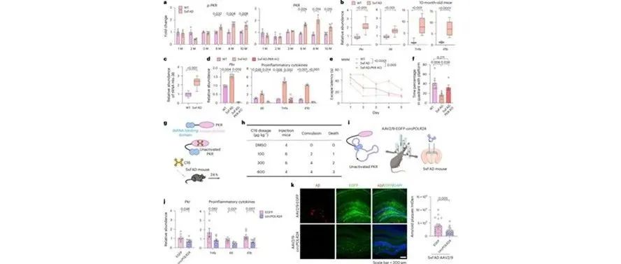 文献分享| Nature Biotechnology：靶向神经炎症的环状 RNA 适配体改善小鼠模型中的阿尔茨海默病表型