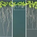Nature Plants | 拟南芥根系微生物群中黄单胞菌共生体对宿主关联的保守免疫调节和变异