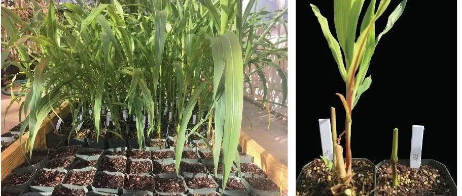 优秀！研究成果登上植物学顶级期刊Molecular Plant、Nature Plants，这个实验室植物检测项目大全