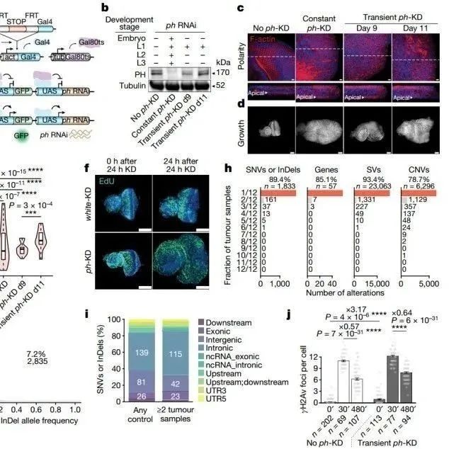 Nature | 刷新认知！科学家首次证明，没有基因突变也会发生癌症