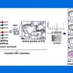 【JACS】上海药物所陆晓杰团队：构建多弹头CoDEL筛选平台发现残基选择性共价抑制剂