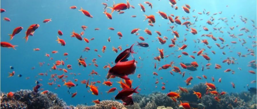 浙江大学Science Advances｜仿海蝴蝶实现多模态运动：微型水下仿生机器人的设计与应用