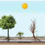 干旱威胁干热河谷树木存活的关键因素：叶片习性和植株高度
