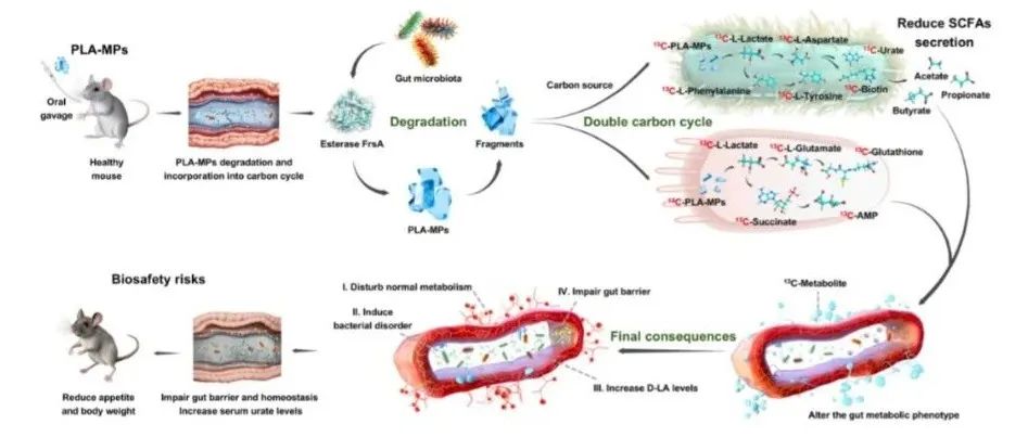 国家纳米中心陈春英院士团队 PNAS: 微塑料作为碳源进入体内碳循环研究取得新进展