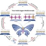 广州大学&郑州大学Angew：MnO纳米簇的原子分散限域Fe增强碱性ORR活性和稳定性！