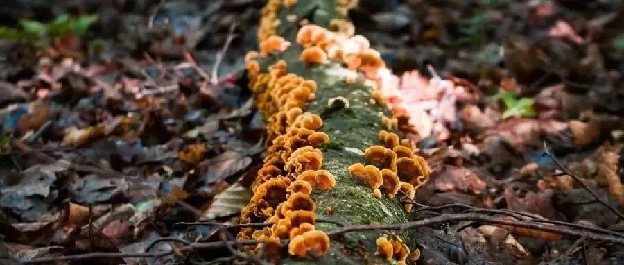 国际开放获取期刊 Journal of Fungi | 南非西北大学团队：根际促生真菌促进作物生长
