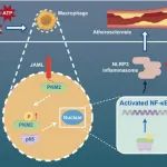 Cell Death Differ | 齐鲁医院杨建民研究团队发现巨噬细胞JAML可作为干预斑块进展和瓣膜钙化新靶点