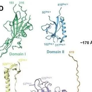Adv Sci丨南方科技大学刘铮等团队研究揭示卡波西肉瘤相关疱疹病毒糖蛋白B的结构和抗原性