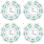 Nature子刊？| 8个十字花科物种基因组助力多倍化后再二倍化机制的解析